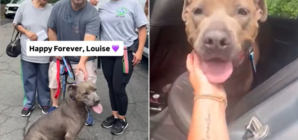 Shelter Dog Adopted After 640 Days—Takes ‘One Last Look Back’ Before Leaving