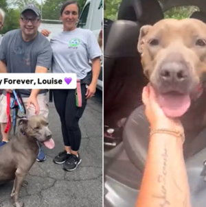 Shelter Dog Adopted After 640 Days—Takes ‘One Last Look Back’ Before Leaving