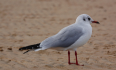 Woman Leaves Camera To Film Her Sea Dip—Seagull Steals the Show