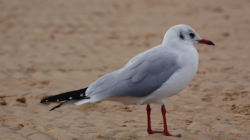 Woman Leaves Camera To Film Her Sea Dip—Seagull Steals the Show