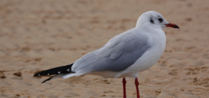 Woman Leaves Camera To Film Her Sea Dip—Seagull Steals the Show
