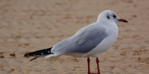 Woman Leaves Camera To Film Her Sea Dip—Seagull Steals the Show