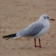 Woman Leaves Camera To Film Her Sea Dip—Seagull Steals the Show