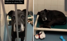 12-Year-Old Dog Left at Shelter by Family ‘Wondering Where He Went Wrong’