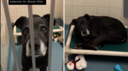 12-Year-Old Dog Left at Shelter by Family ‘Wondering Where He Went Wrong’