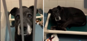 12-Year-Old Dog Left at Shelter by Family ‘Wondering Where He Went Wrong’