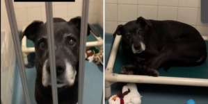 12-Year-Old Dog Left at Shelter by Family ‘Wondering Where He Went Wrong’