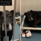 12-Year-Old Dog Left at Shelter by Family ‘Wondering Where He Went Wrong’