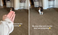 Woman Gets Sent Video From Dog Sitter, ‘Screaming’ at What She Sees