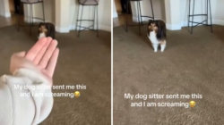 Woman Gets Sent Video From Dog Sitter, ‘Screaming’ at What She Sees
