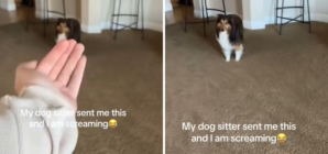 Woman Gets Sent Video From Dog Sitter, ‘Screaming’ at What She Sees