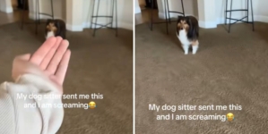 Woman Gets Sent Video From Dog Sitter, ‘Screaming’ at What She Sees