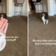 Woman Gets Sent Video From Dog Sitter, ‘Screaming’ at What She Sees