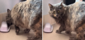 Man and Wife Finally Learn Horrifying Truth About Cat: ‘Going On for Years’