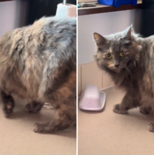 Man and Wife Finally Learn Horrifying Truth About Cat: ‘Going On for Years’
