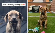Puppy Dumped Outside Woman’s Home, Hearts Break as She’s ‘Literally Smiling’