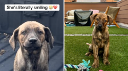 Puppy Dumped Outside Woman’s Home, Hearts Break as She’s ‘Literally Smiling’