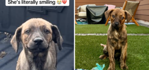 Puppy Dumped Outside Woman’s Home, Hearts Break as She’s ‘Literally Smiling’