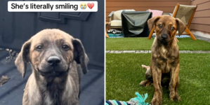 Puppy Dumped Outside Woman’s Home, Hearts Break as She’s ‘Literally Smiling’