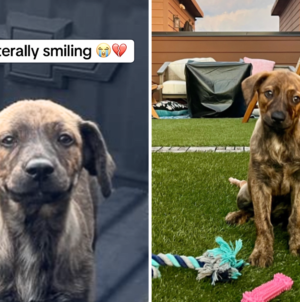 Puppy Dumped Outside Woman’s Home, Hearts Break as She’s ‘Literally Smiling’