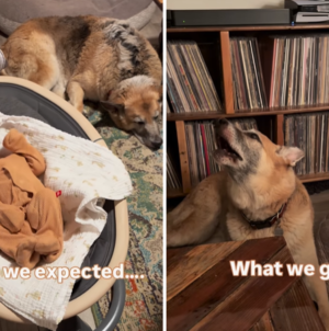 Parents Imagined a Perfect Life With Baby and Dog—Then Chaos Broke Out