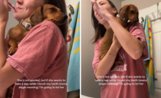 Dachshund’s Unexpected Nap Spot Has Internet in Stitches: ‘Spoiled’