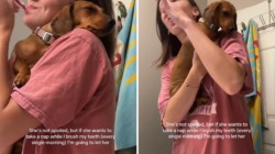 Dachshund’s Unexpected Nap Spot Has Internet in Stitches: ‘Spoiled’