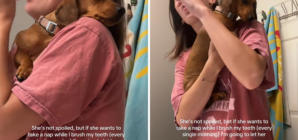 Dachshund’s Unexpected Nap Spot Has Internet in Stitches: ‘Spoiled’