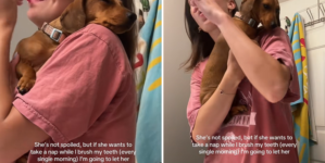 Dachshund’s Unexpected Nap Spot Has Internet in Stitches: ‘Spoiled’