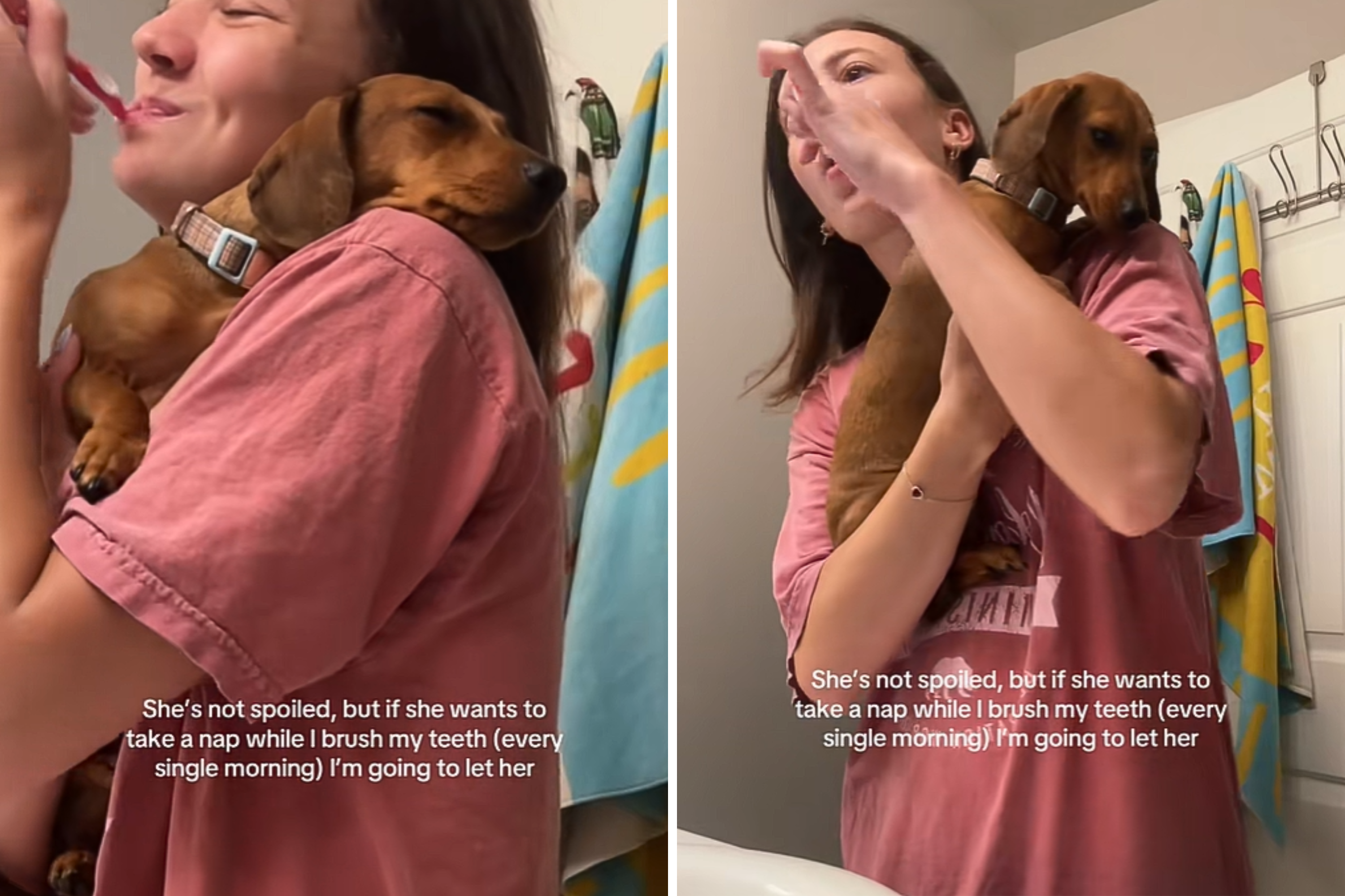 Dachshund’s Unexpected Nap Spot Has Internet in Stitches: ‘Spoiled’