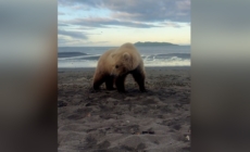 Man Captures ‘Surreal’ Moment He Spots Bear and Cubs Camping in Alaska