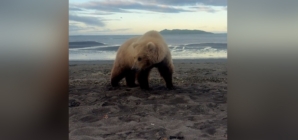 Man Captures ‘Surreal’ Moment He Spots Bear and Cubs Camping in Alaska