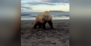 Man Captures ‘Surreal’ Moment He Spots Bear and Cubs Camping in Alaska