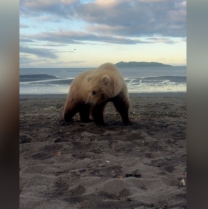 Man Captures ‘Surreal’ Moment He Spots Bear and Cubs Camping in Alaska