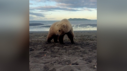 Man Captures ‘Surreal’ Moment He Spots Bear and Cubs Camping in Alaska