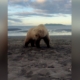 Man Captures ‘Surreal’ Moment He Spots Bear and Cubs Camping in Alaska