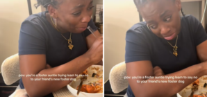 Laughter As Foster Dog Identifies ‘Weak Link’ in Quest To Get Table Scraps