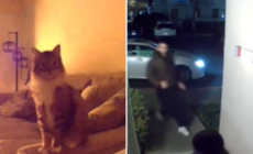 Couple Check Pet Cam, Realize Cat Is Trying To Warn Them About Something