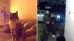 Couple Check Pet Cam, Realize Cat Is Trying To Warn Them About Something