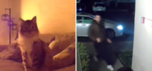 Couple Check Pet Cam, Realize Cat Is Trying To Warn Them About Something
