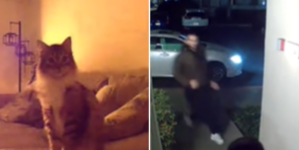 Couple Check Pet Cam, Realize Cat Is Trying To Warn Them About Something