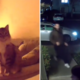 Couple Check Pet Cam, Realize Cat Is Trying To Warn Them About Something