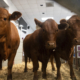 US Reopens Mexico Cattle Import Sites After Screwworm Battle