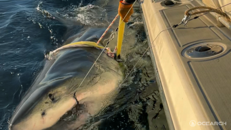 Massive Great White Shark Pings Off Nantucket Coast: Track Its Movements