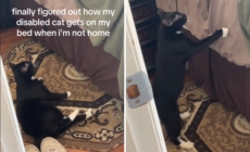 Man Wasn’t Sure How Disabled Cat Was Getting on Bed, So He Films in Secret