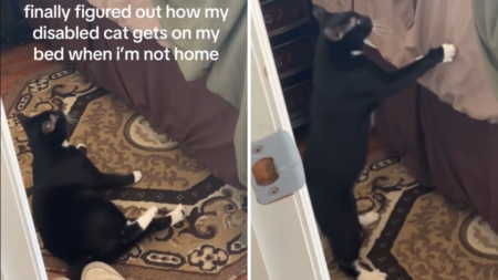Man Wasn’t Sure How Disabled Cat Was Getting on Bed, So He Films in Secret