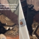 Man Wasn’t Sure How Disabled Cat Was Getting on Bed, So He Films in Secret