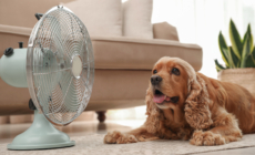 Hidden Heat Risk: Why Pets Aren’t Safe Indoors This Summer