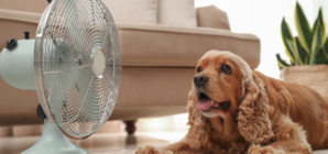 Hidden Heat Risk: Why Pets Aren’t Safe Indoors This Summer