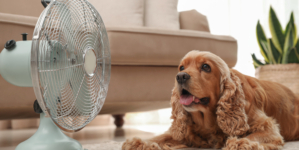 Hidden Heat Risk: Why Pets Aren’t Safe Indoors This Summer